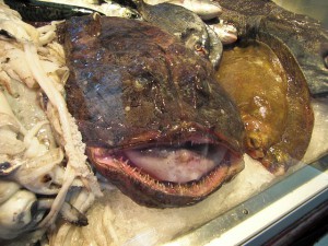 monkfish-470674_640